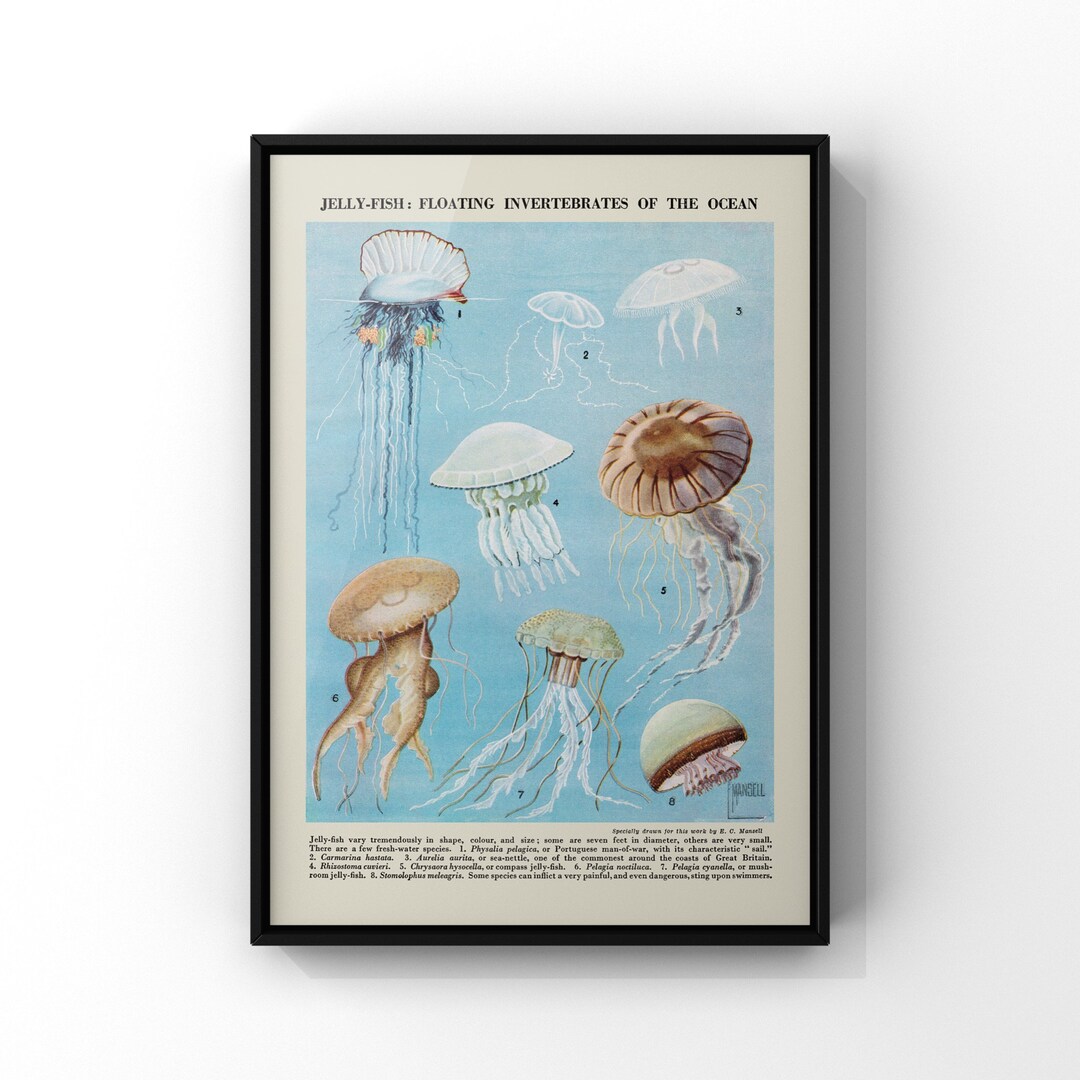 Jellyfish Print, Jellyfish Decor, Vintage Jellyfish Wall Art, Ocean