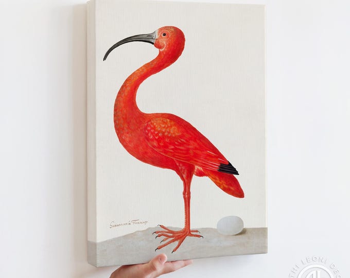 Maria Sibylla Merian Scarlet Ibis Canvas Print - Vintage Ornithology Wall Art
