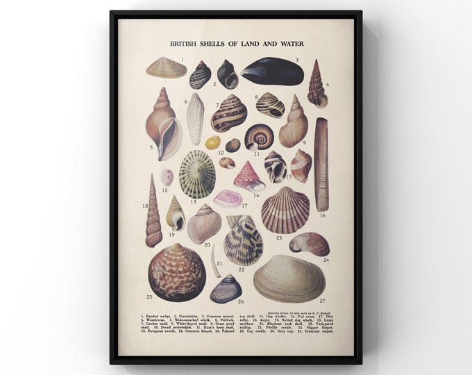 British Shells of Land and Water Print - Vintage Book Plate Poster Chart, Shells Wall Decor, Natural History Wall Art, Framed or Unframed