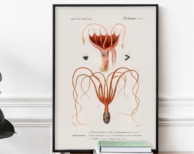 Octopus Wall Art Print - Vintage Natural History, Coastal Nautical Decor