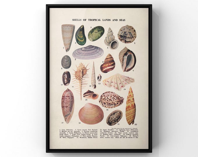 Vintage Tropical Shells Print - Sea and Land Specimens Poster