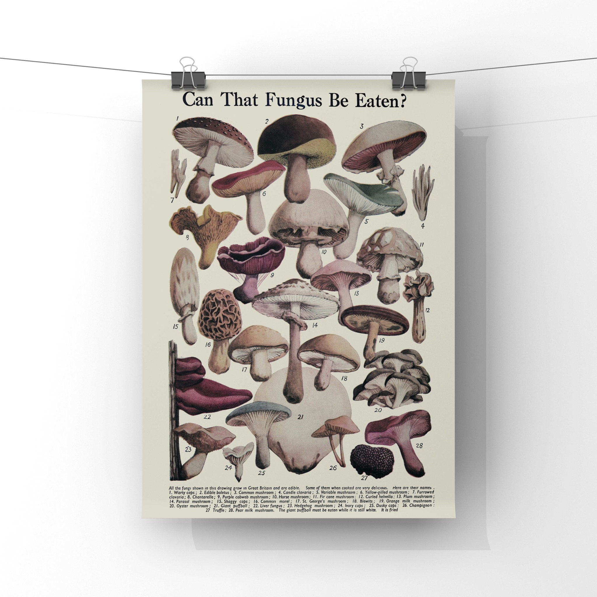 Mushroom Botanical Species Identification Chart Print Can Etsy Ireland