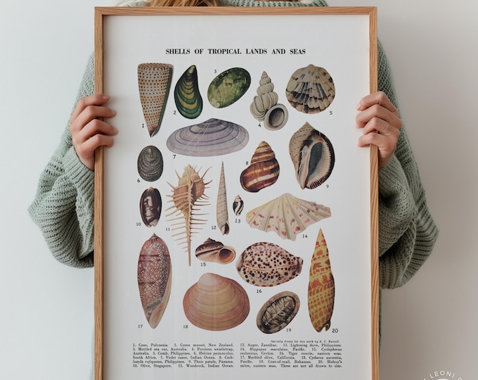 Tropical Shells Chart Print - Coastal Beach House Decor, Framed or Unframed