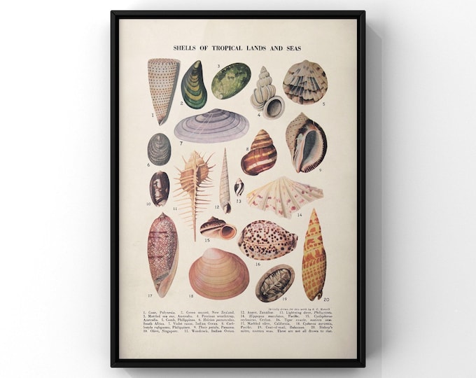 Vintage Tropical Shells Print - Sea and Land Specimens Poster