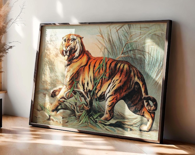 Royal Bengal Tiger Print - Vintage Book Illustration by John Karst