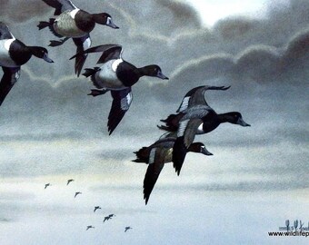 LES KOUBA BLACK DUCKS SURVEY JASPER CREEK