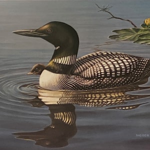 May include: A black and white loon with a black and white chick swimming in a blue lake with ripples. The loon has a long neck and a pointed beak. The chick is smaller and has a rounder beak. The lake is surrounded by green lily pads.