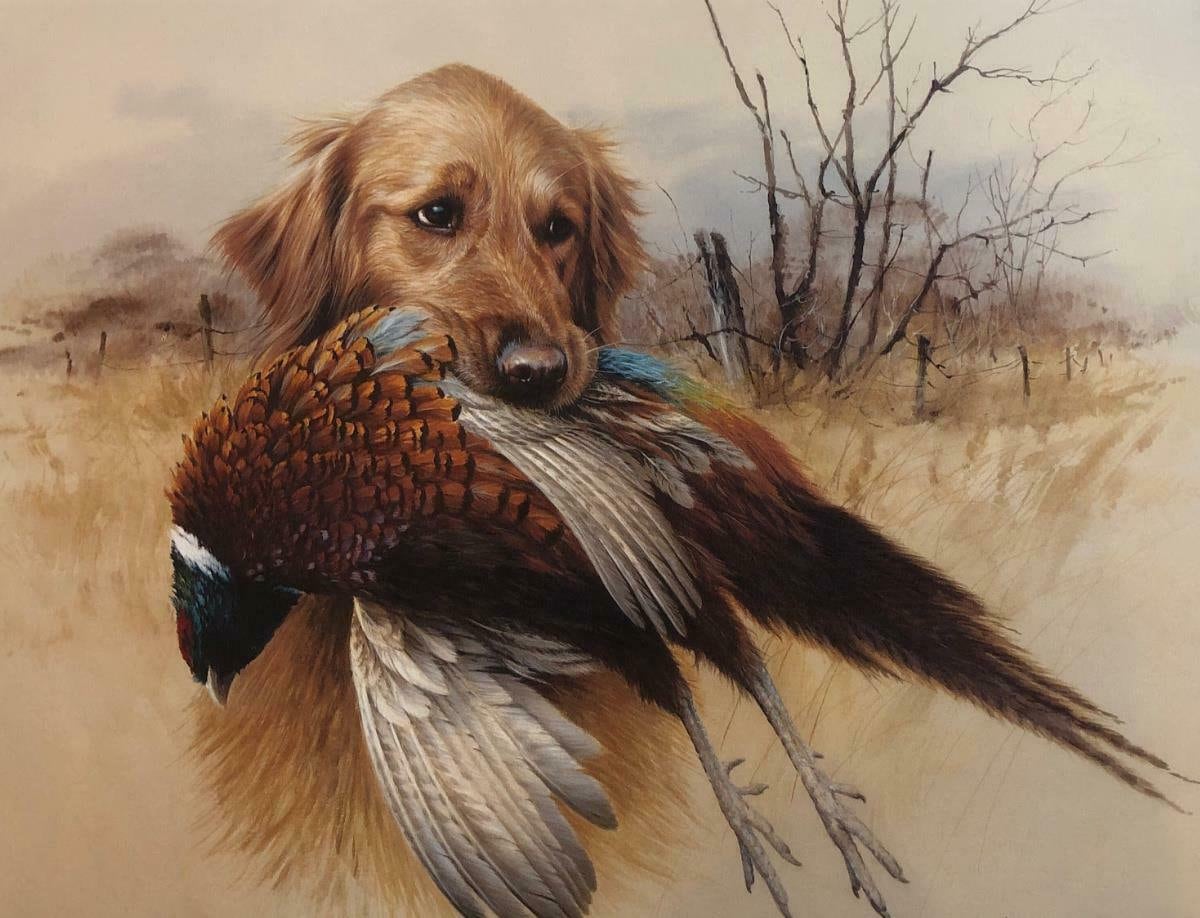Golden retriever hunting online