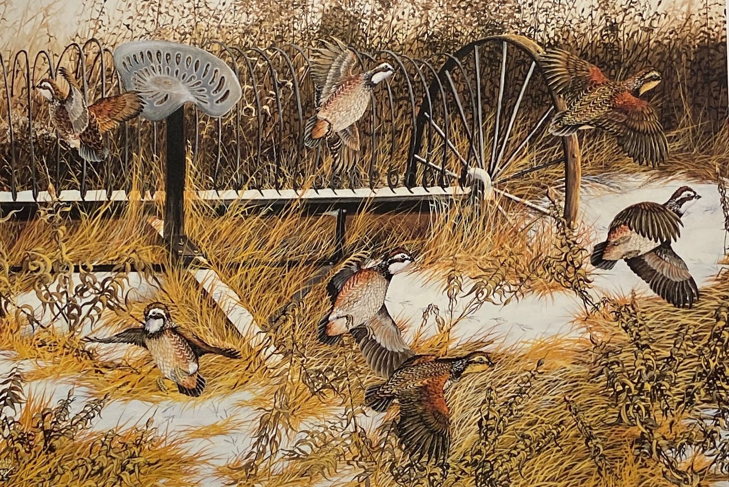 Donald Blakney Bob White Quail Farm Art Print 10 X 7 Etsy UK