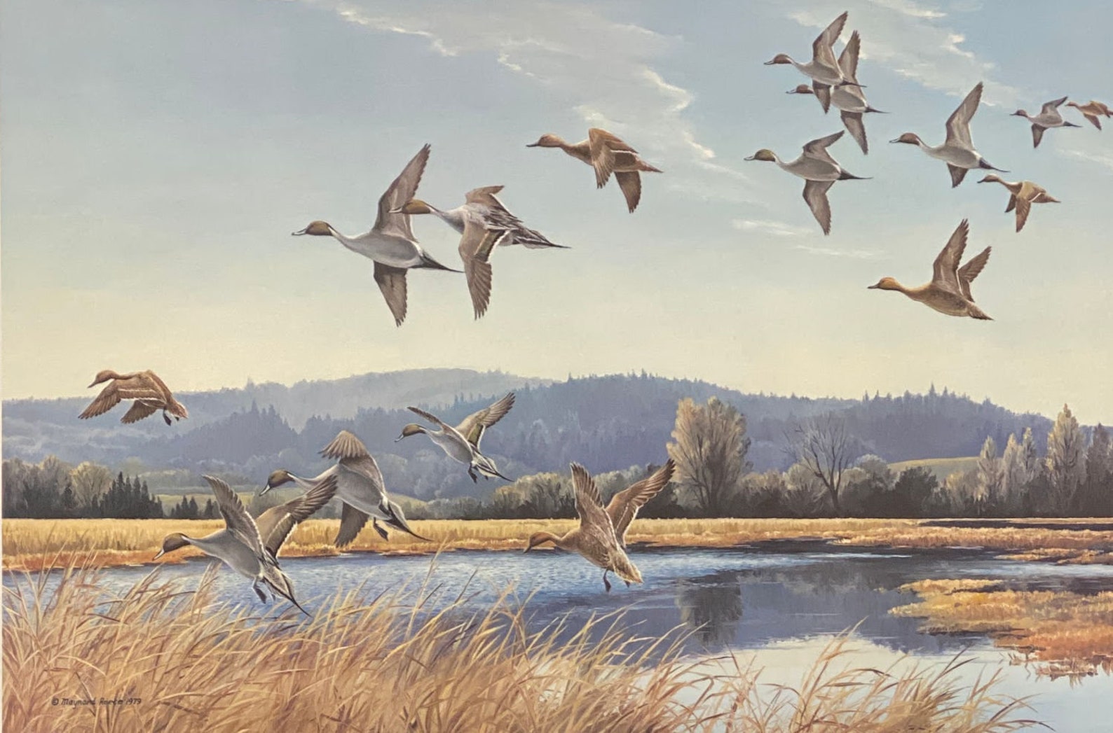 Maynard Reece Signed/numbered Duck Art Print the Valley Pintails (27 ...