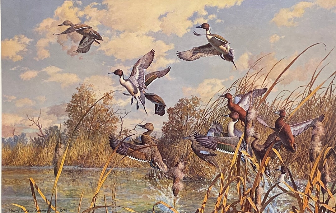Harry Curieux Adamson S/N Duck Art Print Corner Pocket-pintail and