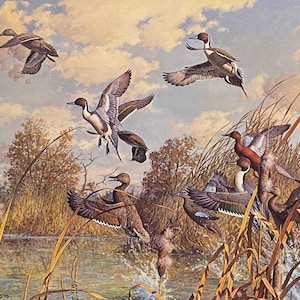 Harry Curieux Adamson S/N Duck Art Print Corner Pocket-Pintail and Common Teal (25&quot;x16.5&quot;)