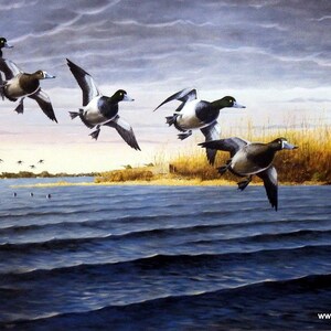 Les Kouba Bluebills Visit Long Point Duck Print- Artists Proof