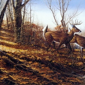May include: Two white-tailed deer run through a forest with brown leaves on the ground. The deer are in the foreground of the image, and the trees are in the background. The deer are running to the right of the image.