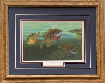 May include: A framed print of three bluegill fish swimming in a pond. The fish are depicted in a realistic style with detailed scales and fins. The print is set against a background of green lily pads and a blue sky. The title of the print is "Bluegill" by Chuck Robertson.