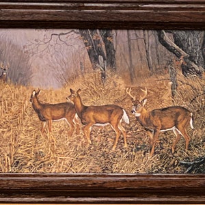 Terry Doughty New Arrival Deer Decorator Art Print-Framed 14.5 x 10