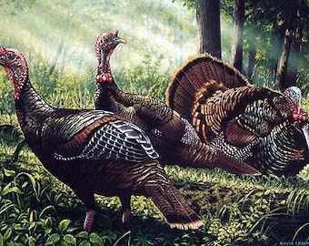 David Chapman 2002 Minnesota Wild Turkey S/N Stamp Print 9 x 6.5