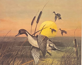 R.J. McDonald Prairie Pintails S/N Art Print 16 x 19.5