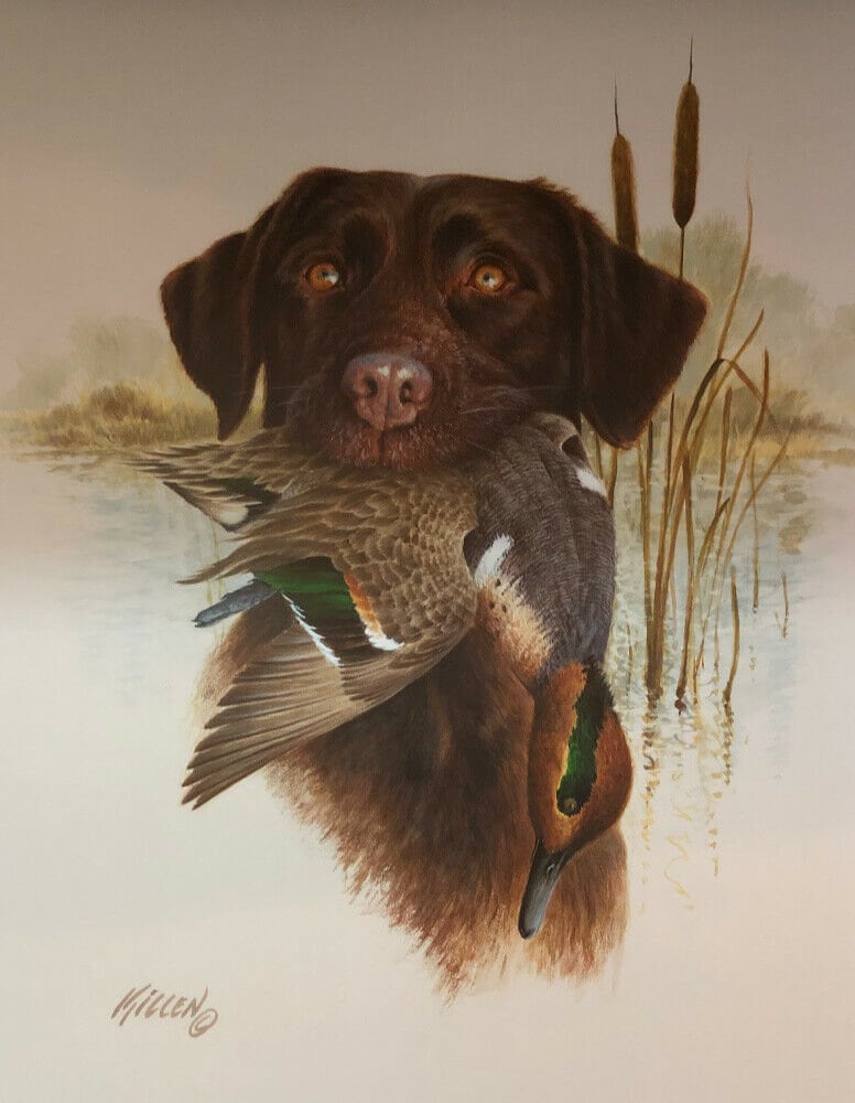 Chocolate lab hunting dog 2025