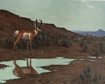 Les Kouba Pronhorns at Water Hole S/N Art Print 24 x 18