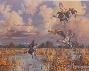 Harry Curieux Adamson S/N Duck Art Print California Pintails (23.5"x17.5")