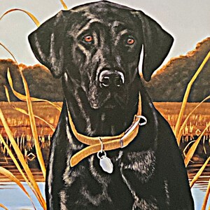 May include: A black Labrador Retriever with a brown leather collar and a silver tag, standing in a field of tall grass with a blue body of water in the background.