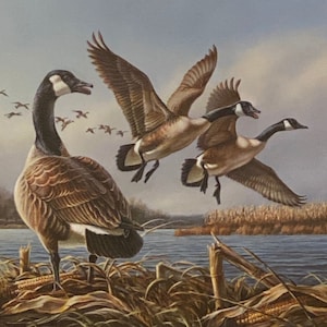 James Meger Open Edition Art Print Good Morning-Canada Geese (14x10.75)