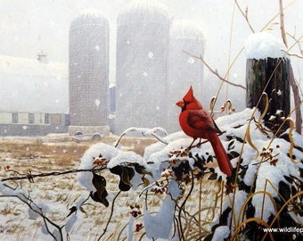 Michael Budden Flaming Glory Cardinal farm Art Print- 20"x13"- Signed and Numbered