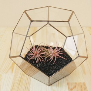 May include: A glass geometric terrarium with a metal frame, containing two air plants and black gravel.