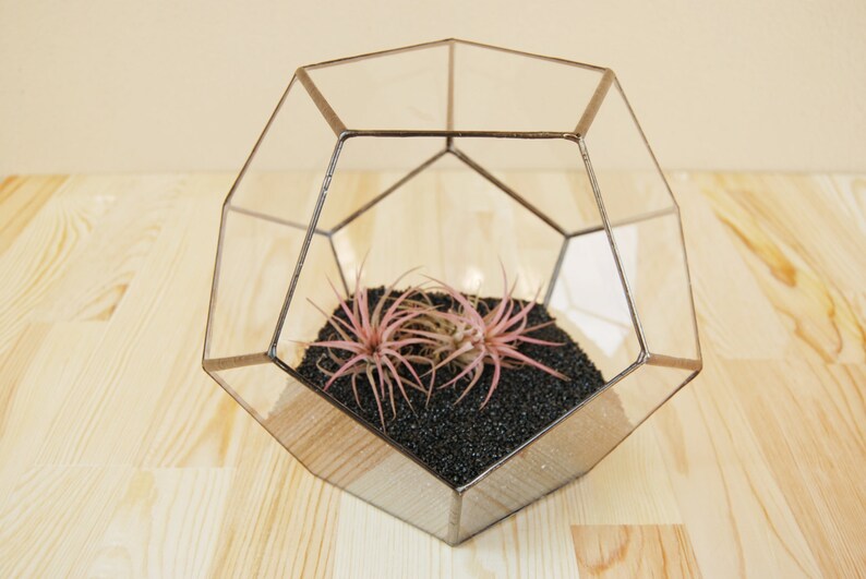 May include: A glass geometric terrarium with a metal frame, containing two air plants and black gravel.