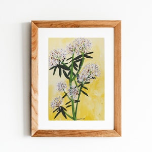 Serie de Plantas Medicinales - Labrador Tea