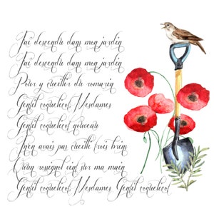 coquelicots