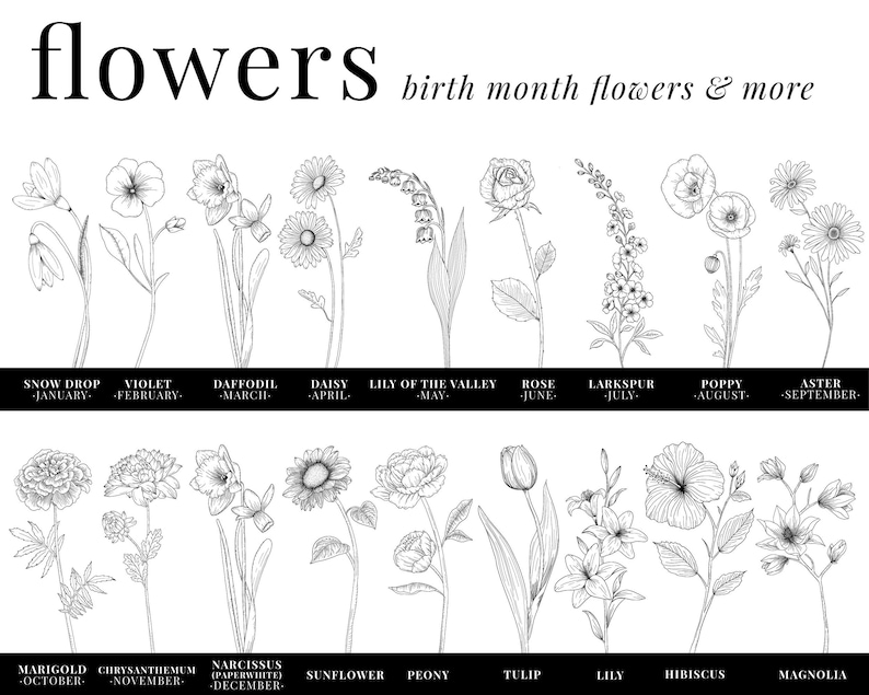 May include: Black and white line drawings of flowers, each representing a different month of the year. The flowers are arranged in two rows, with the top row showing January through September and the bottom row showing October through December. The text "flowers" and "birth month flowers & more" is at the top of the image.
