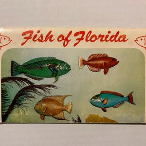 May include: A vintage postcard featuring illustrations of four colorful fish. The text "Fish of Florida" is written in red script across the top. The fish are depicted in shades of green, red, gold, and blue.