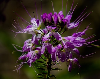 Purple Flower Photograph
