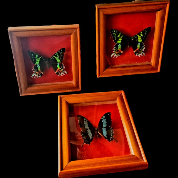 Ensemble de 3 papillons de taxidermie du milieu du siècle des années 1960 Madagascar Sunset Moth et Blue baged machaon papillon dans shadowbox