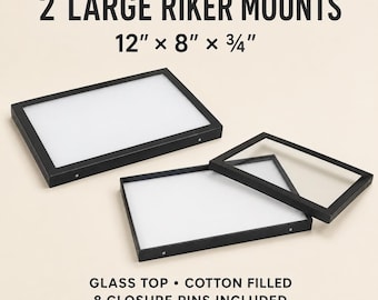 2 Pack Large Riker Mount Display Boxes, 12 x 8 Inch Glass Top Cases with Cotton Fill for Jewelry and Collectibles