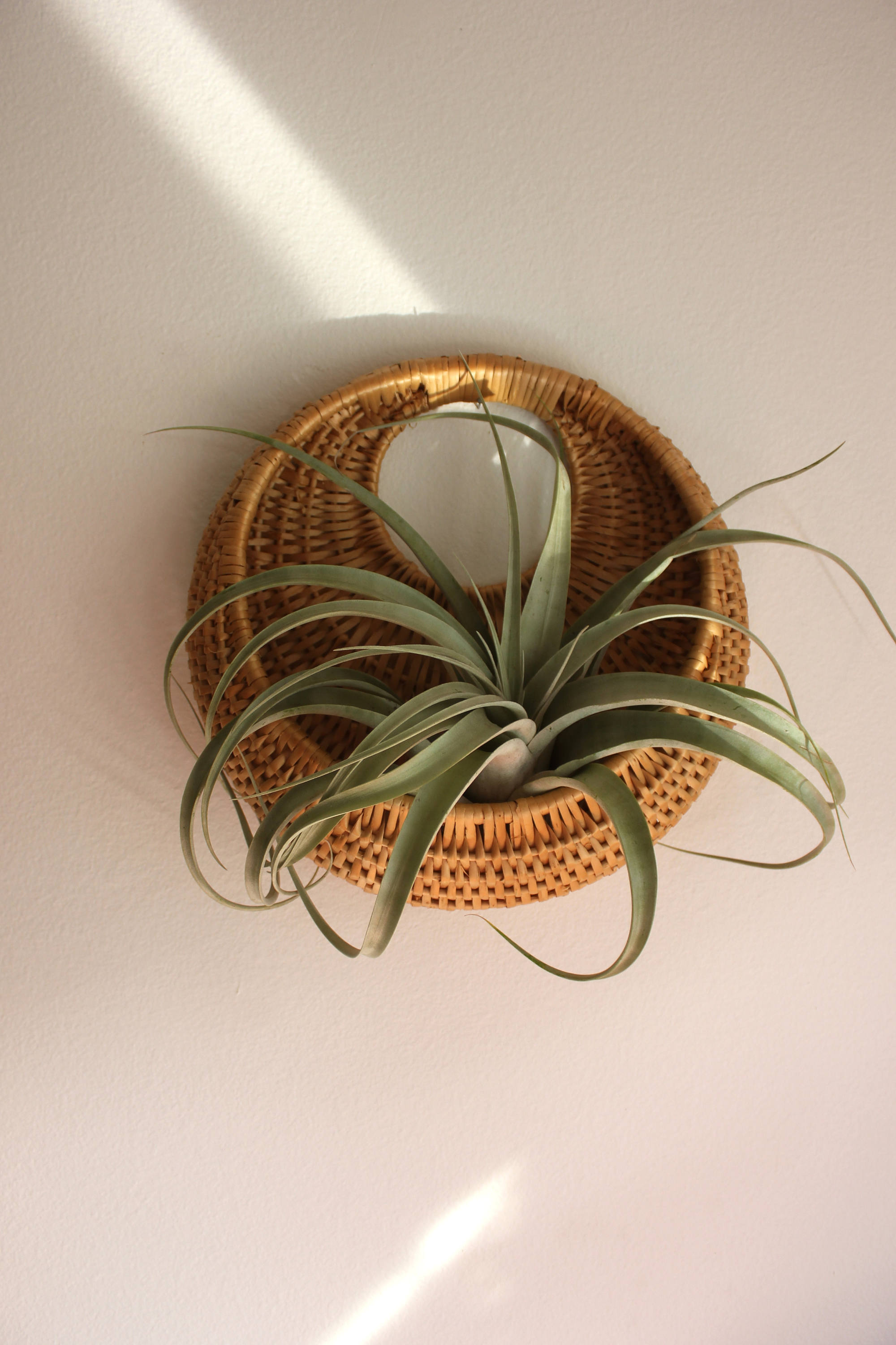 Round Rattan Wall Basket Plant Holder Boho Decor