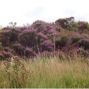 May include: A field of tall, dry grass with a hillside of purple heather in the background.
