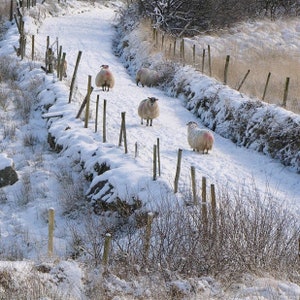 Pode incluir: Um caminho nevado com uma cerca de madeira de cada lado. Quatro ovelhas brancas caminham pelo caminho. As ovelhas est&atilde;o no meio do caminho, com neve de cada lado.