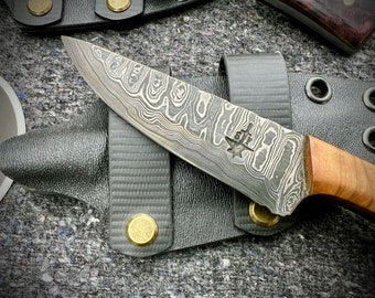 EDC Damascus Belt Knife- Olivewood