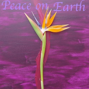 Bird of Paradise Holiday Cards