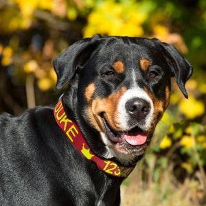 May include: A smiling dog with black, brown, and white fur, wearing a red collar with the name "DUKE" in yellow letters. The collar also has a yellow crown and the number "1234". The background is blurred with yellow and green foliage.
