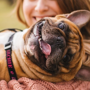 May include: A happy French Bulldog with brown and white fur, its mouth open, tongue out, and eyes wide. The dog is wearing a black collar with the name "ARCHIE" in pink letters. The dog is being held by a person.