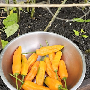 Aji Amarillo Seeds (50 Ea+) 100% Organic - Peru, aji escabeche, peruvian pepper