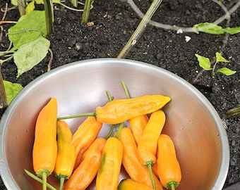 Aji Amarillo Seeds (50 Ea+) 100% Organic - Peru, aji escabeche, peruvian pepper