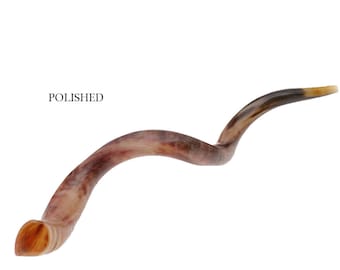 Natural Kosher Polished Yemenite Shofar Kudu Horn