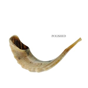 Natural Kosher Jewish Polished Shofar Ram Horn 19 - 21&quot;(45-49 cm) Israel