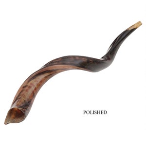 Natural Kosher Polished Yemenite Shofar Kudu Horn