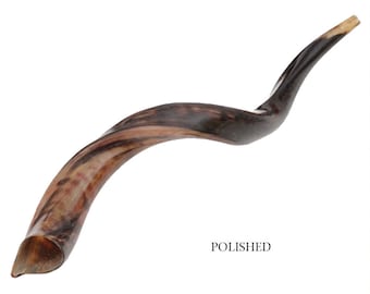 Natural Kosher Polished Yemenite Shofar Kudu Horn